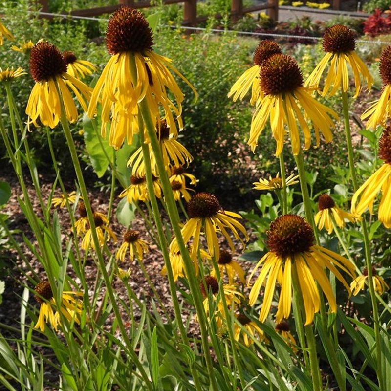 Coneflower