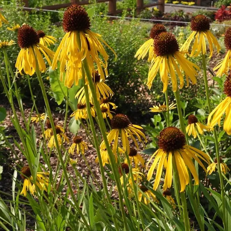 Coneflower