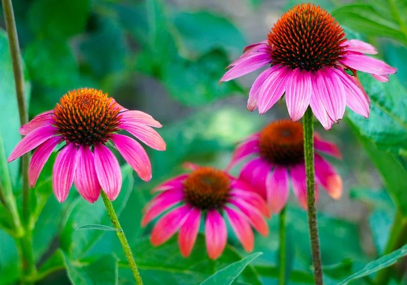 Coneflower