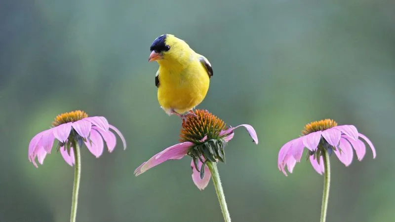 Coneflower