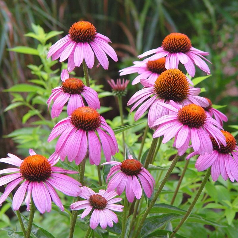 Coneflower (Echinacea)