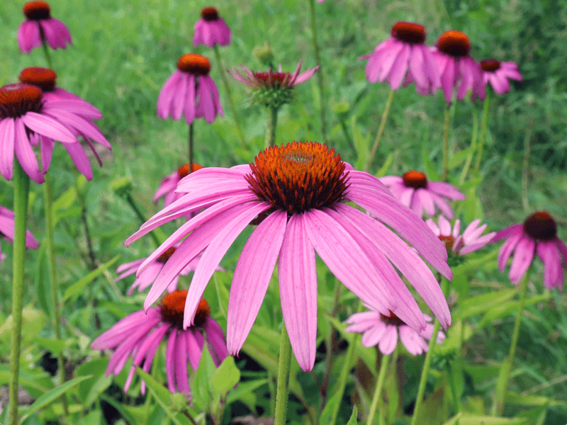 Coneflower