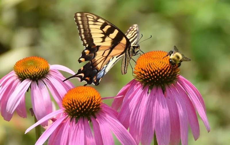 Coneflowers