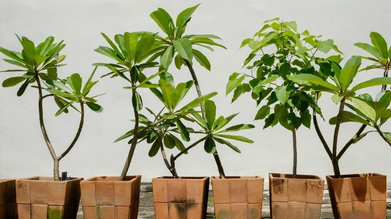 Container Gardening