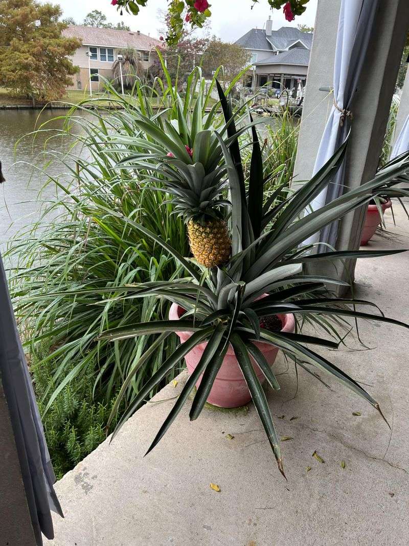 Container Gardening