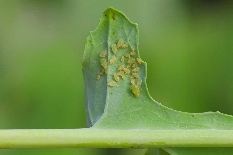 Control Pests Naturally