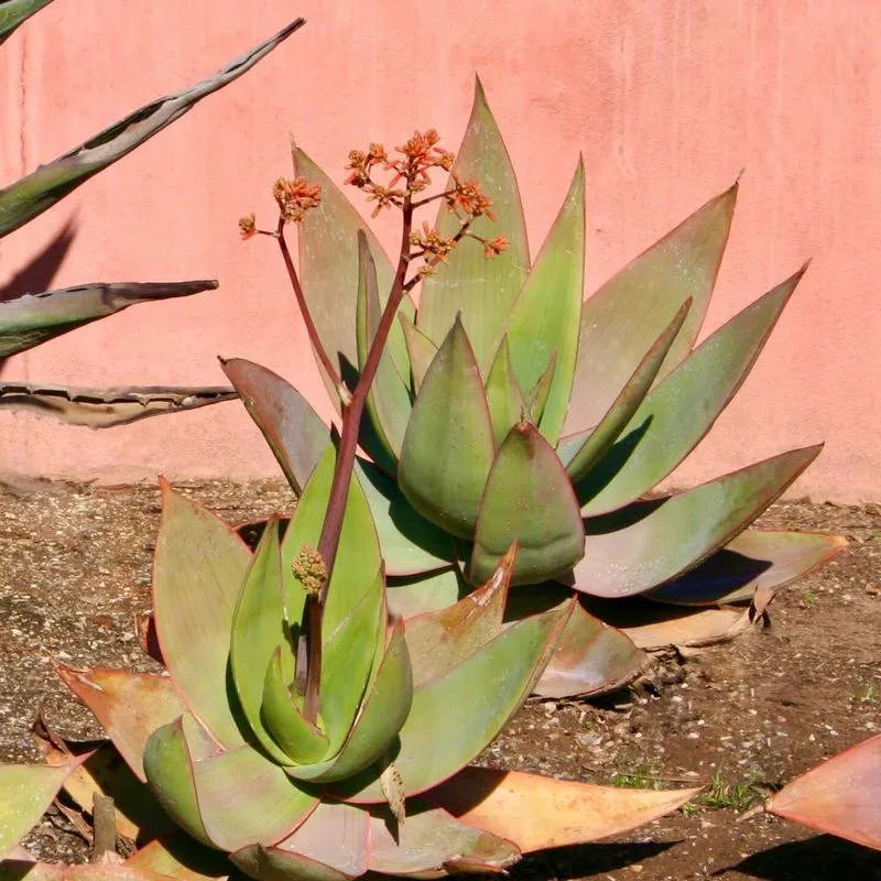 Coral Aloe