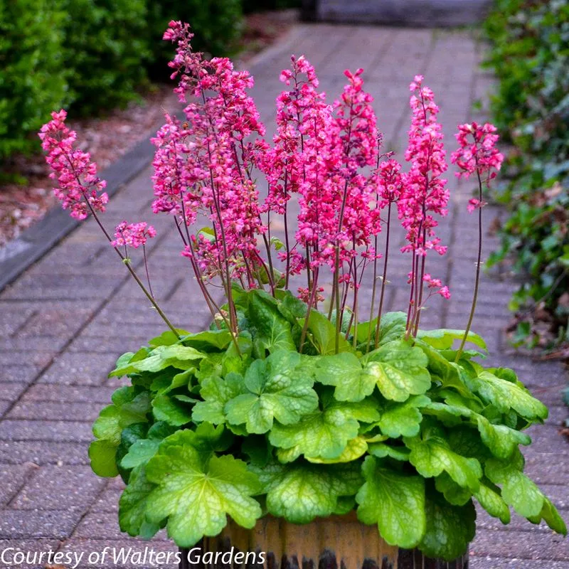 Coral Bells