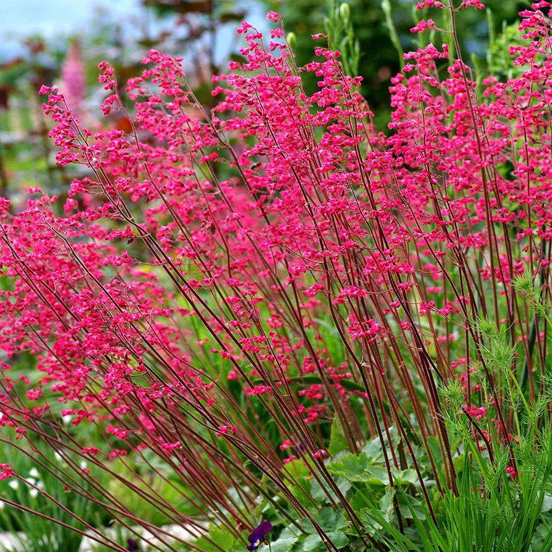 Coral Bells (Heuchera)