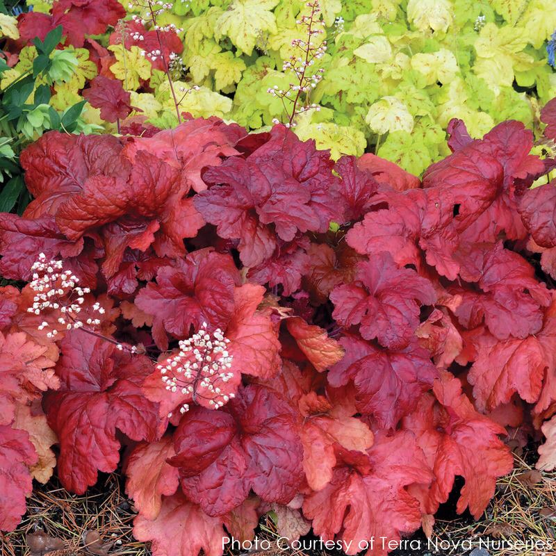 Coral Bells