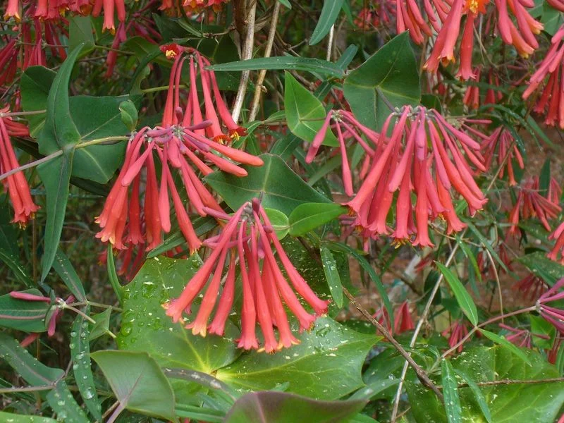 Coral Honeysuckle (Lonicera sempervirens)