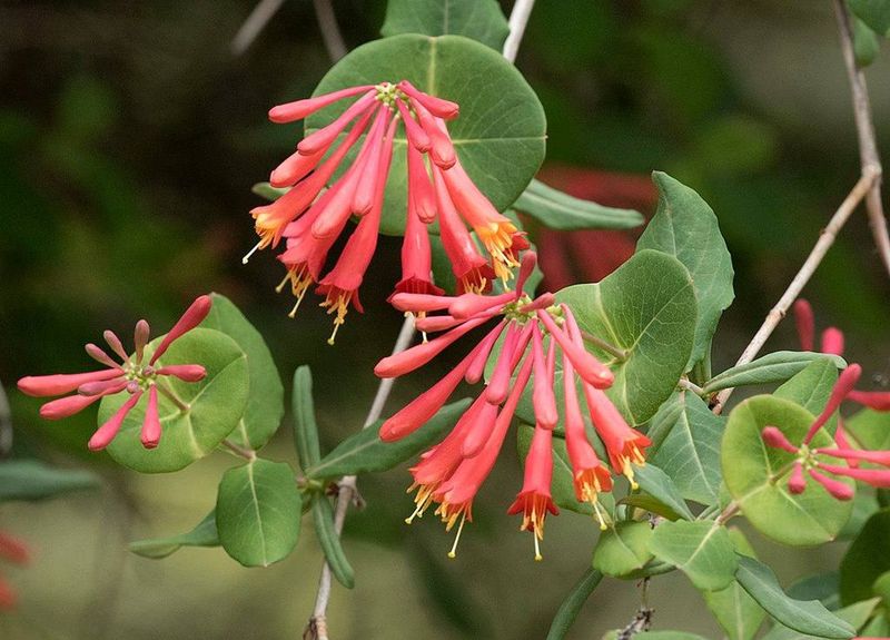 Coral Honeysuckle