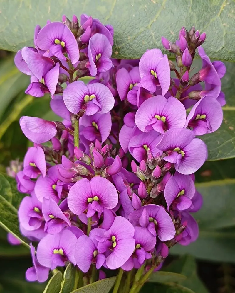 Coral Pea (Hardenbergia)