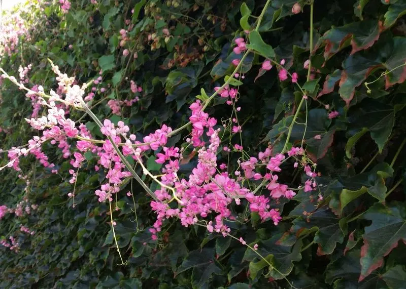 Coral Vine