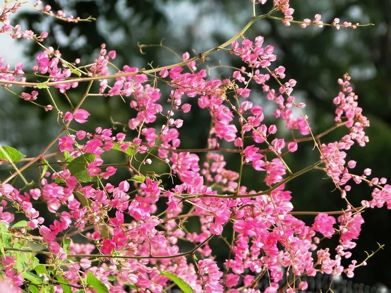 Coral Vine