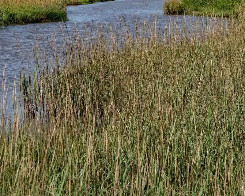 Cordgrass