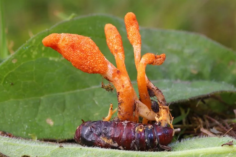 Cordyceps Mushrooms