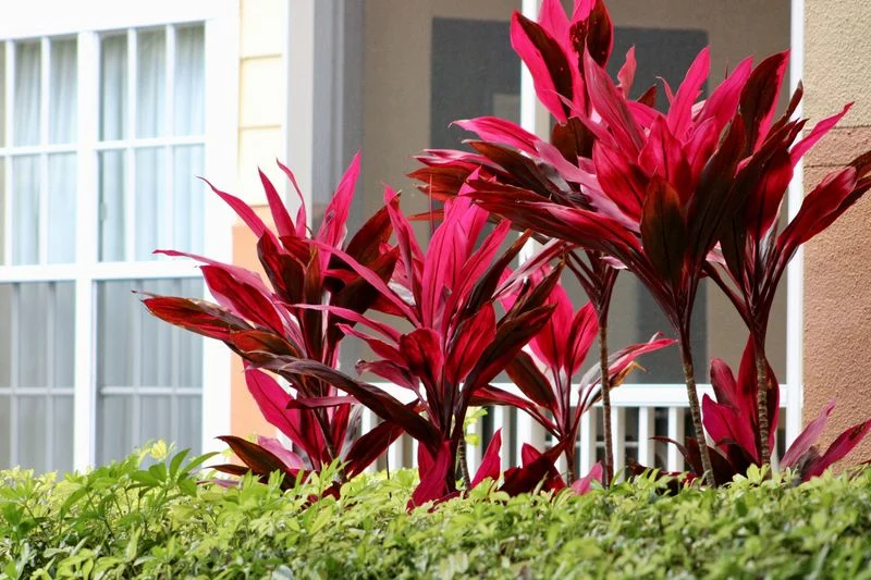 Cordyline
