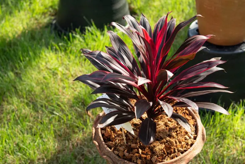 Cordyline Australis