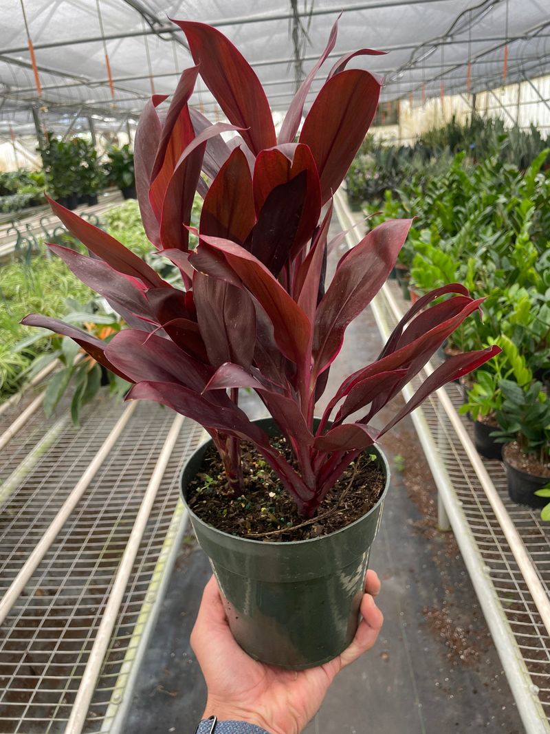 Cordyline