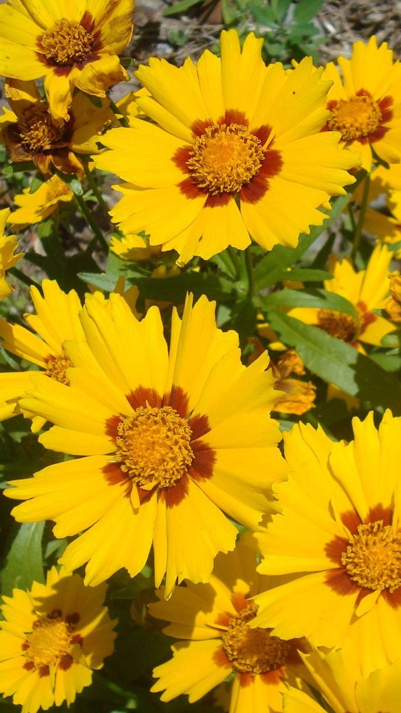 Coreopsis