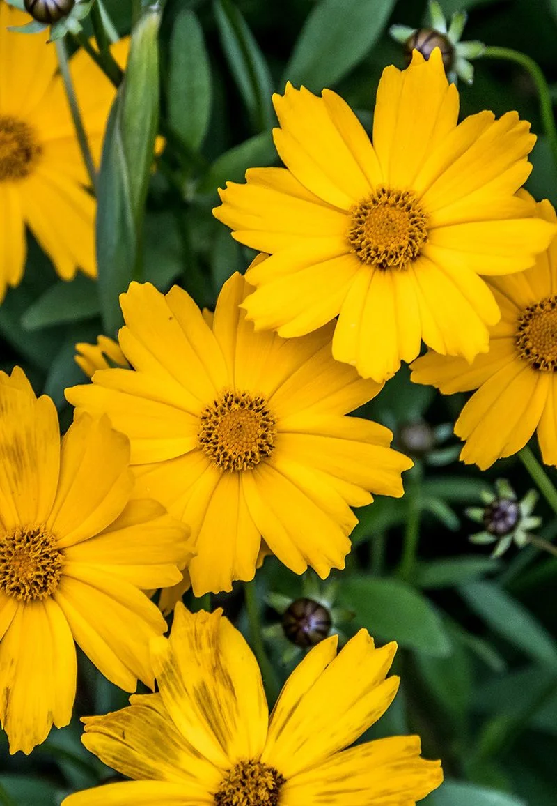 Coreopsis