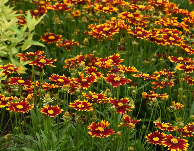 Coreopsis