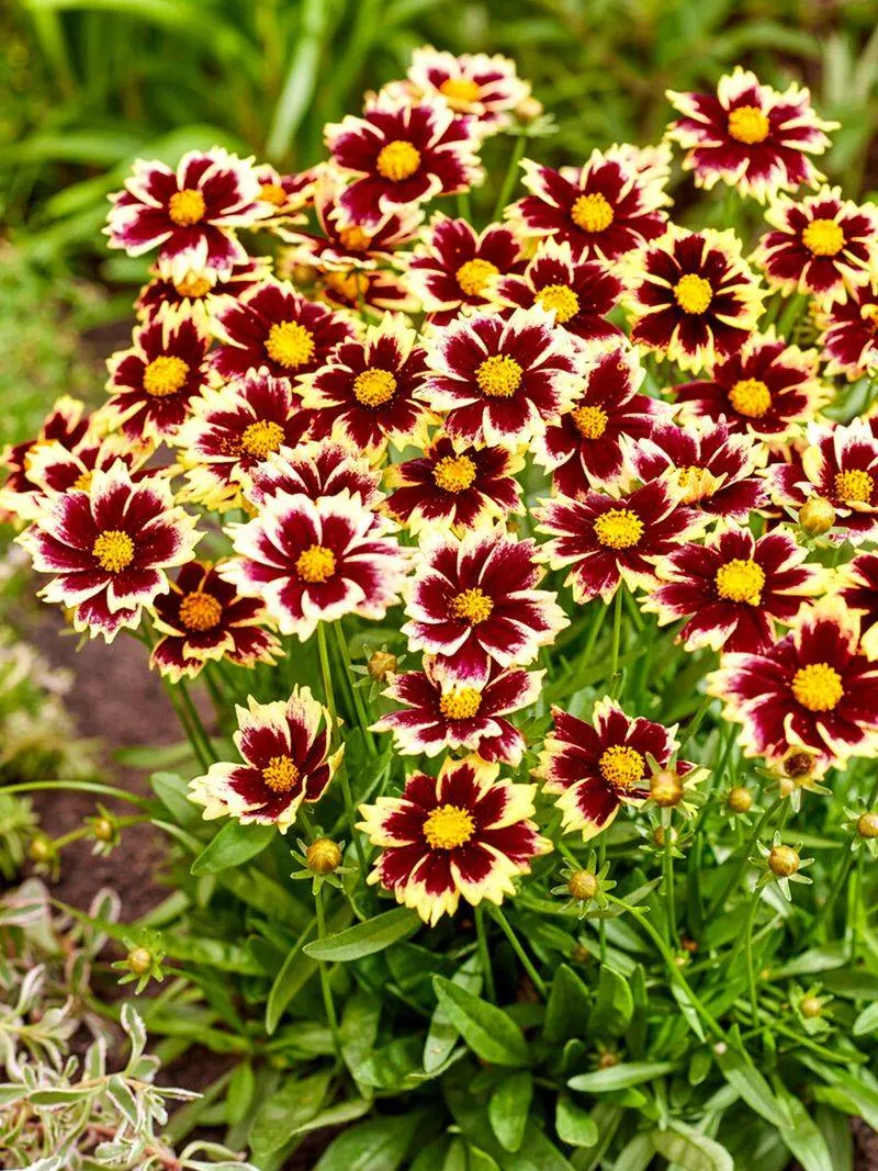 Coreopsis