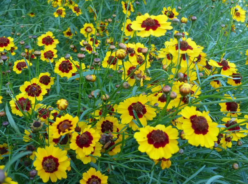 Coreopsis