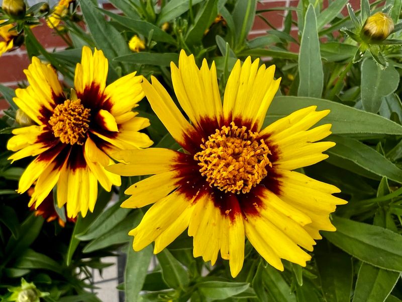 Coreopsis