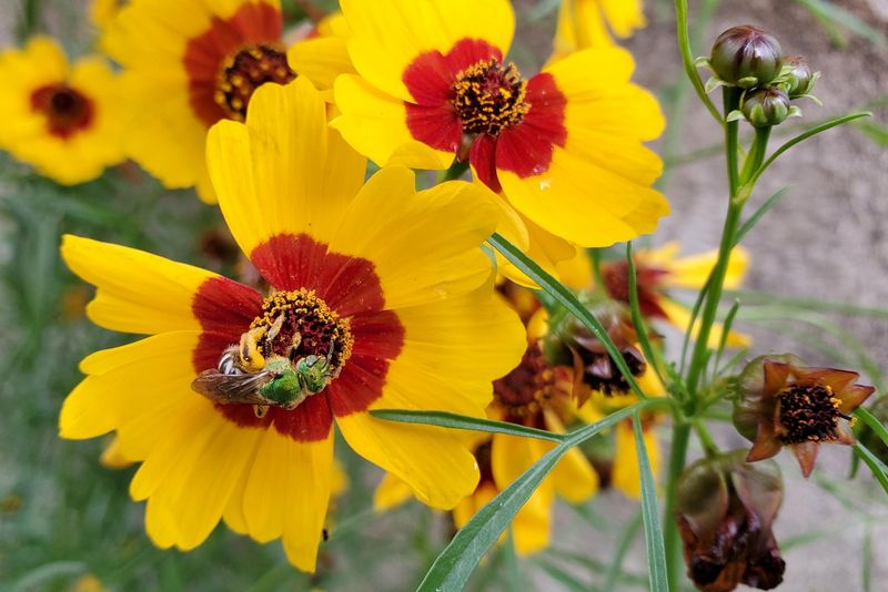 Coreopsis