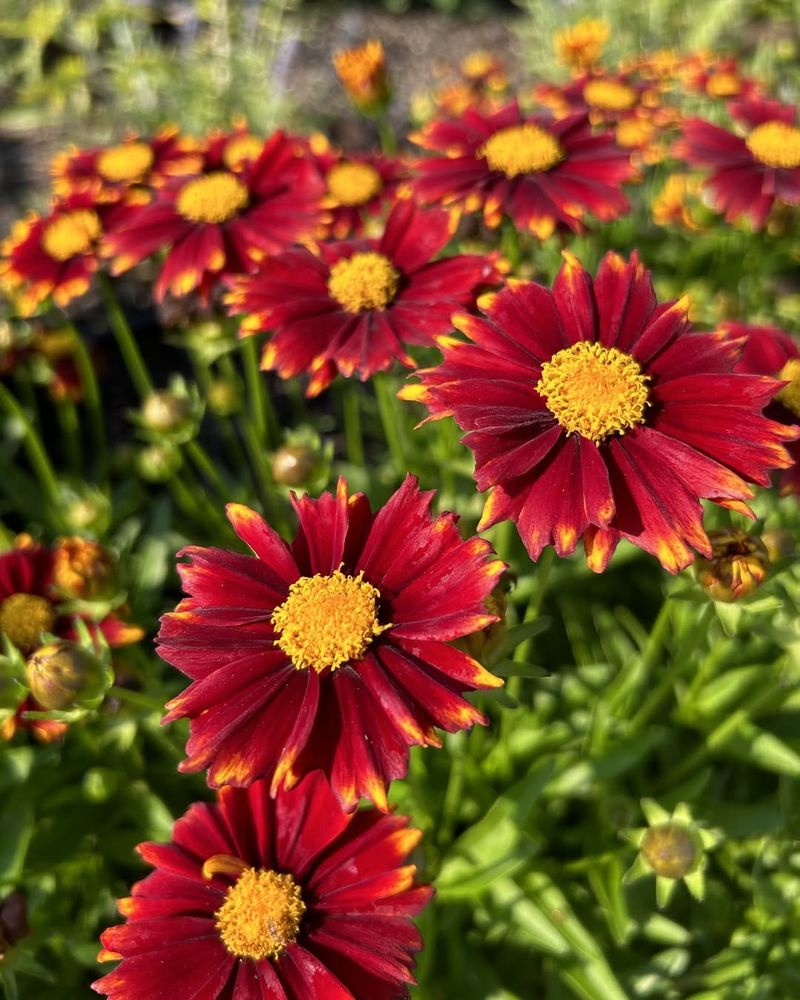 Coreopsis Carnival