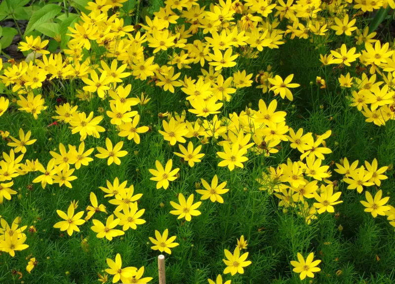 Coreopsis (Tickseed)