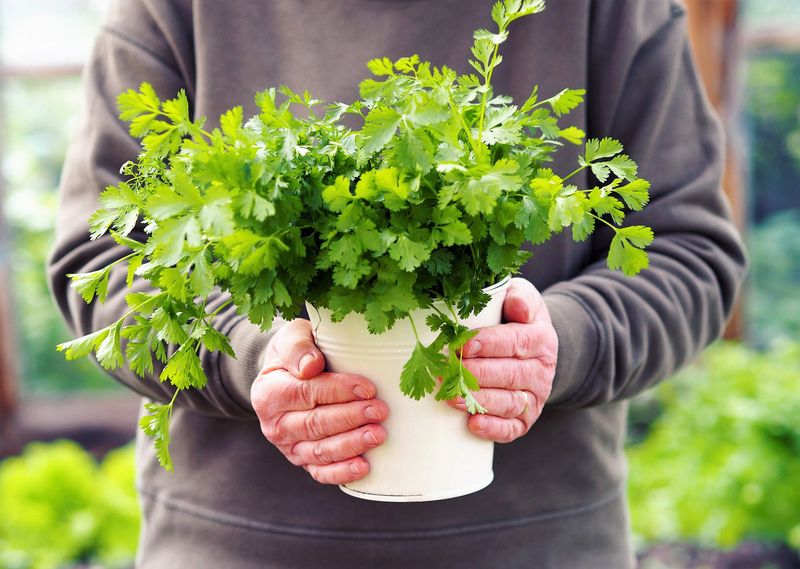 Coriander