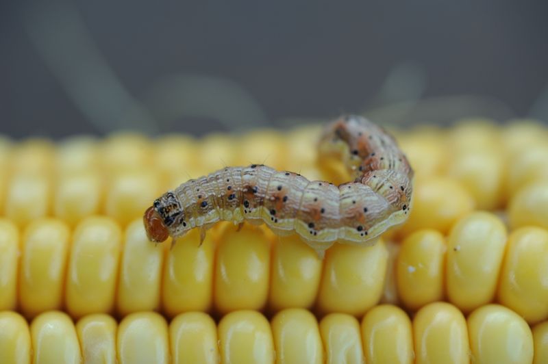 Corn Earworms