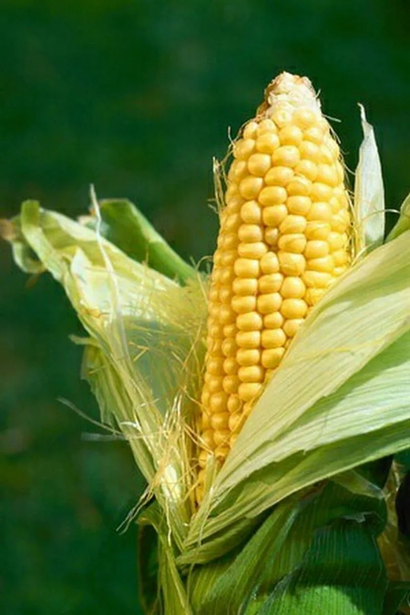 Corn