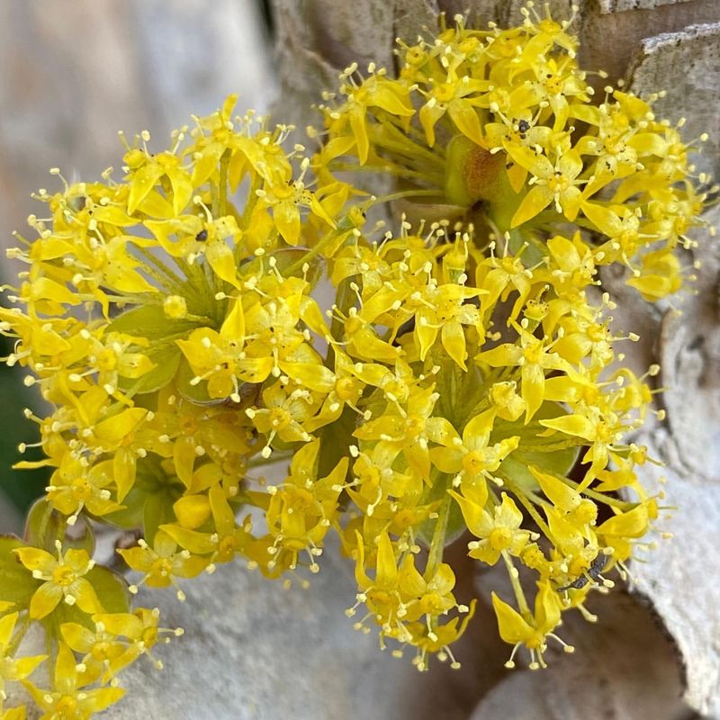 Cornelian Cherry Dogwood (Cornus mas)