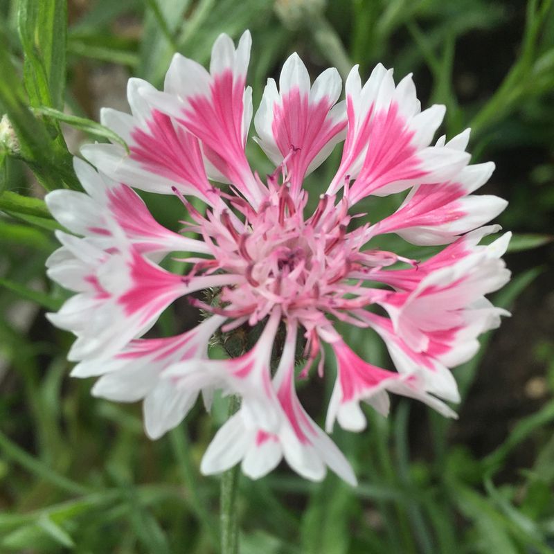 Cornflowers