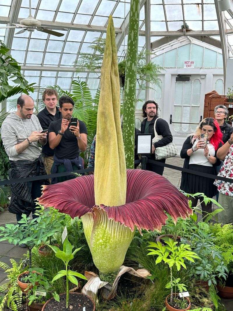 Corpse Flower