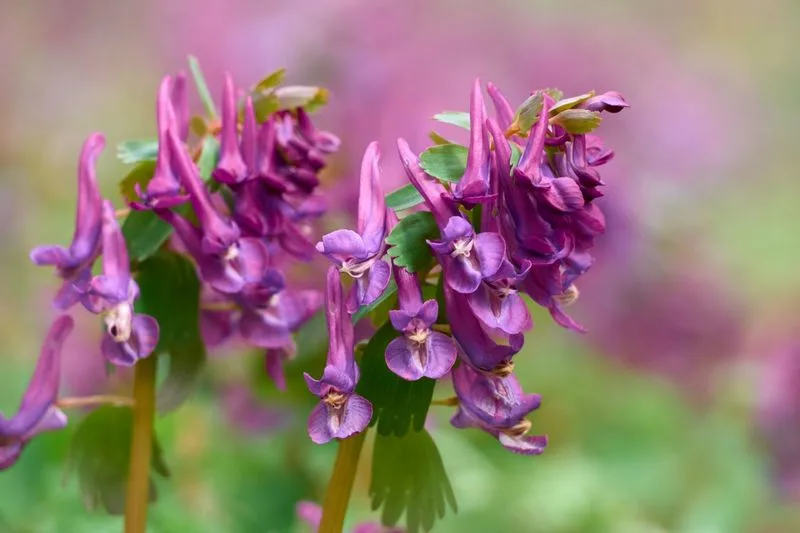 Corydalis