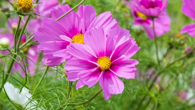Cosmos (Cosmos bipinnatus)