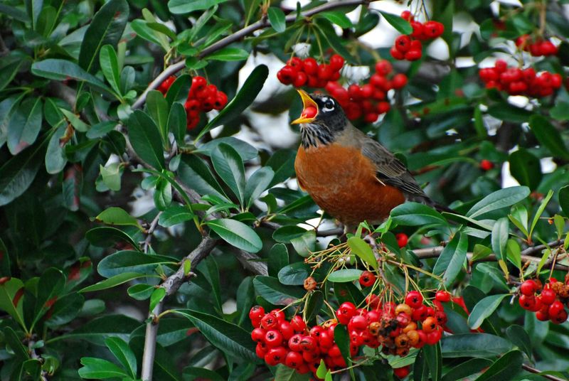 Cotoneaster