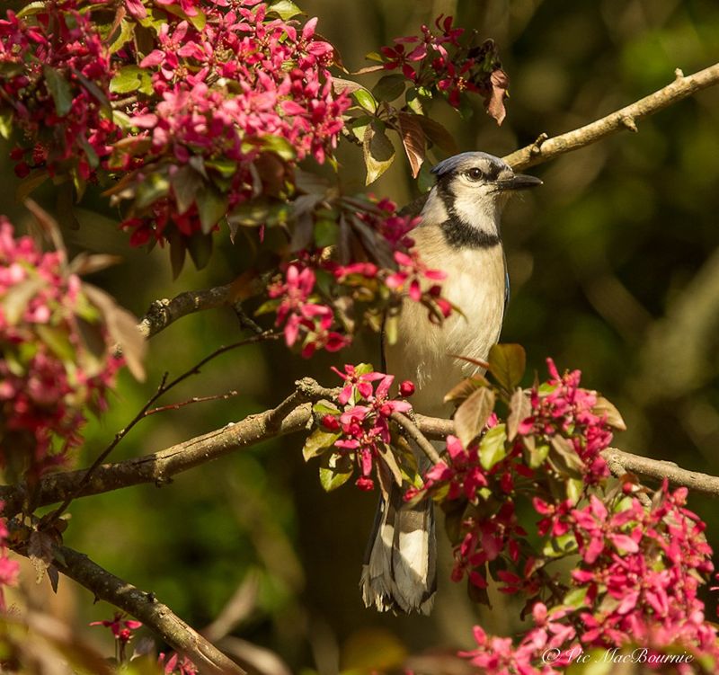 Crabapple