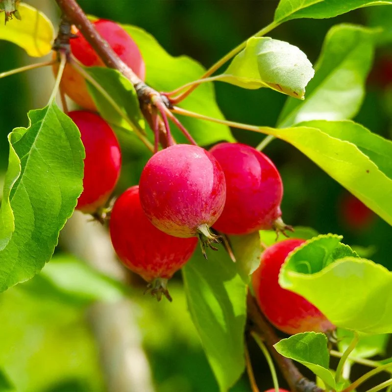 Crabapple