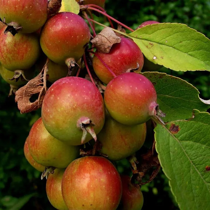 Crabapple