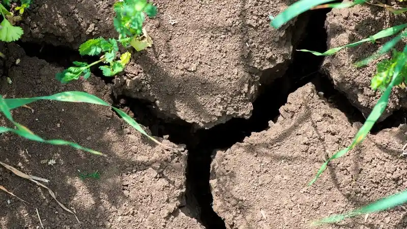 Cracked Soil
