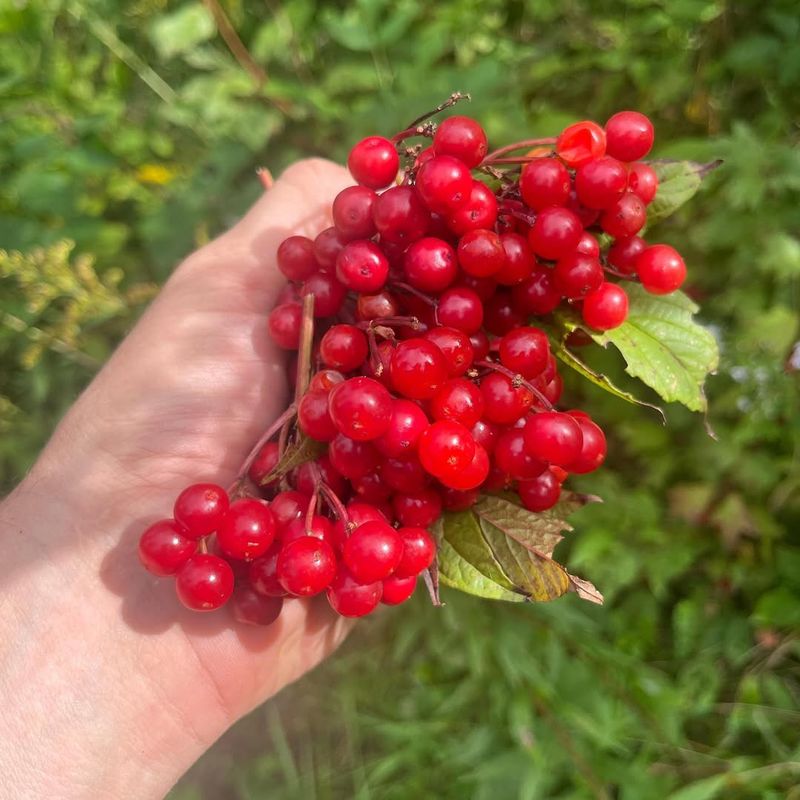 Cranberries