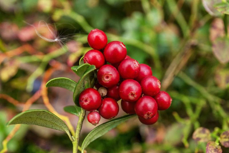 Cranberries