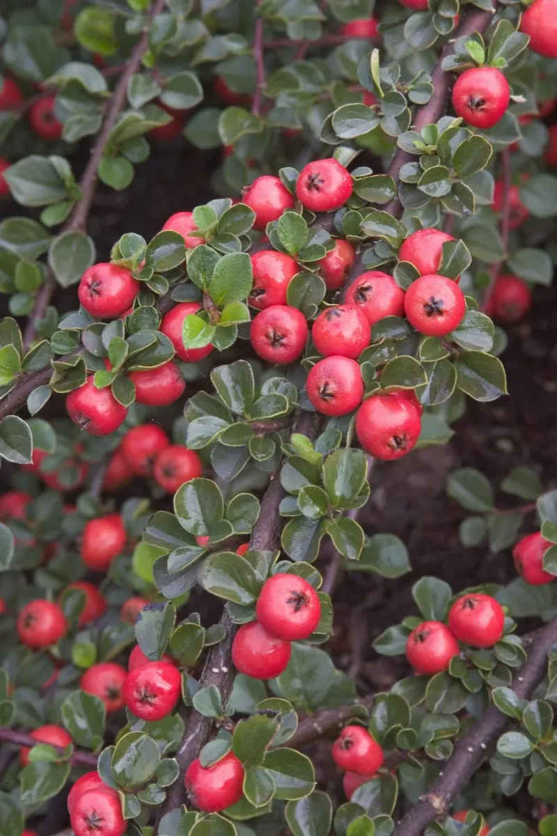 Cranberry Cotoneaster (Cotoneaster apiculatus)