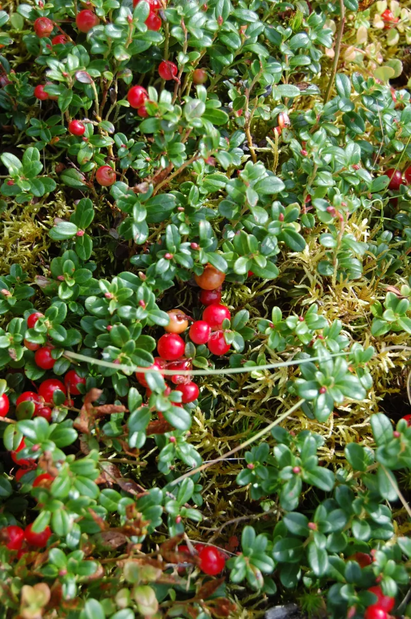 Cranberry (Vaccinium macrocarpon)